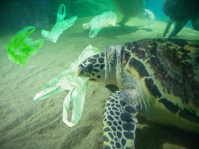 Allarme Oceani, le creature marine ingeriscono plastica